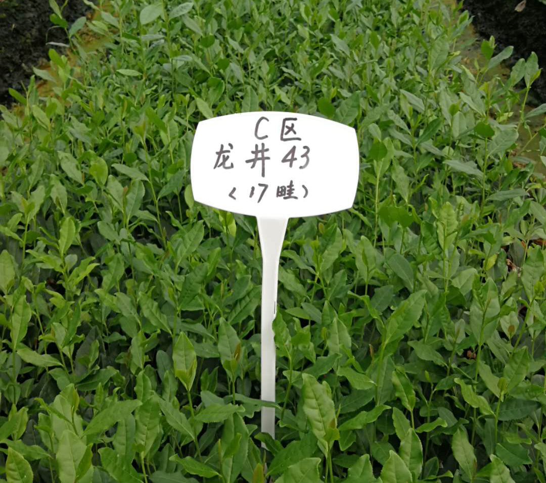 雨量對(duì)茶葉的影響？